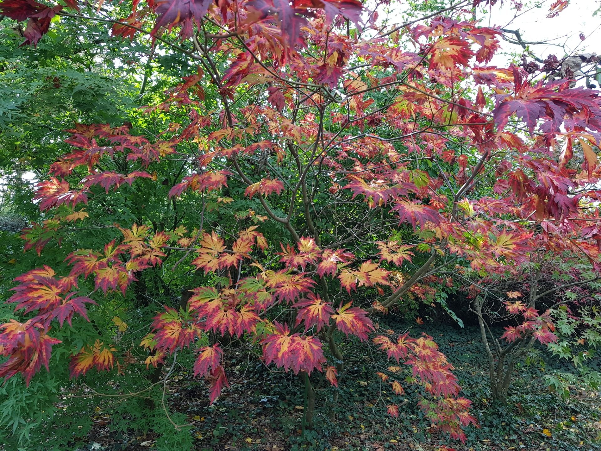 20201026_141254.jpg