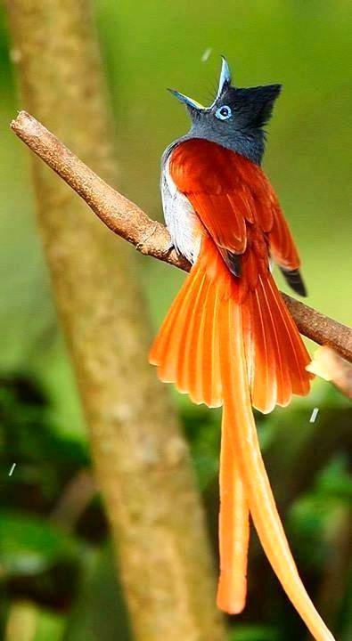 Africanparadiseflycatcher.jpg