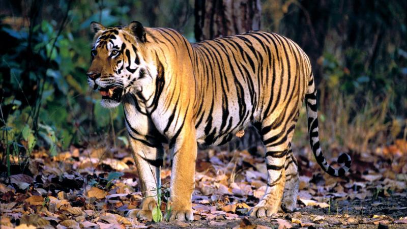 Bengaltiger(Pantheratigristigris).jpg