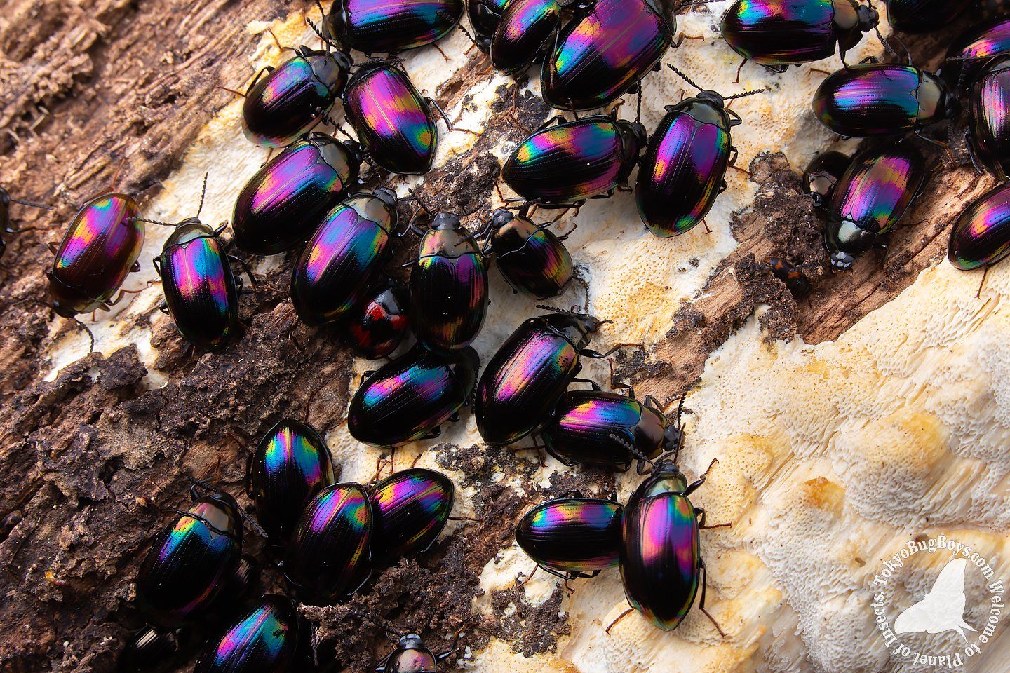 Ceroprialaticollis.jpg