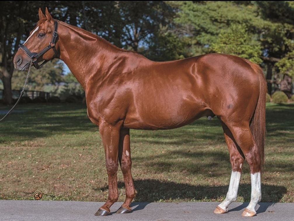 Curlin-.JPG