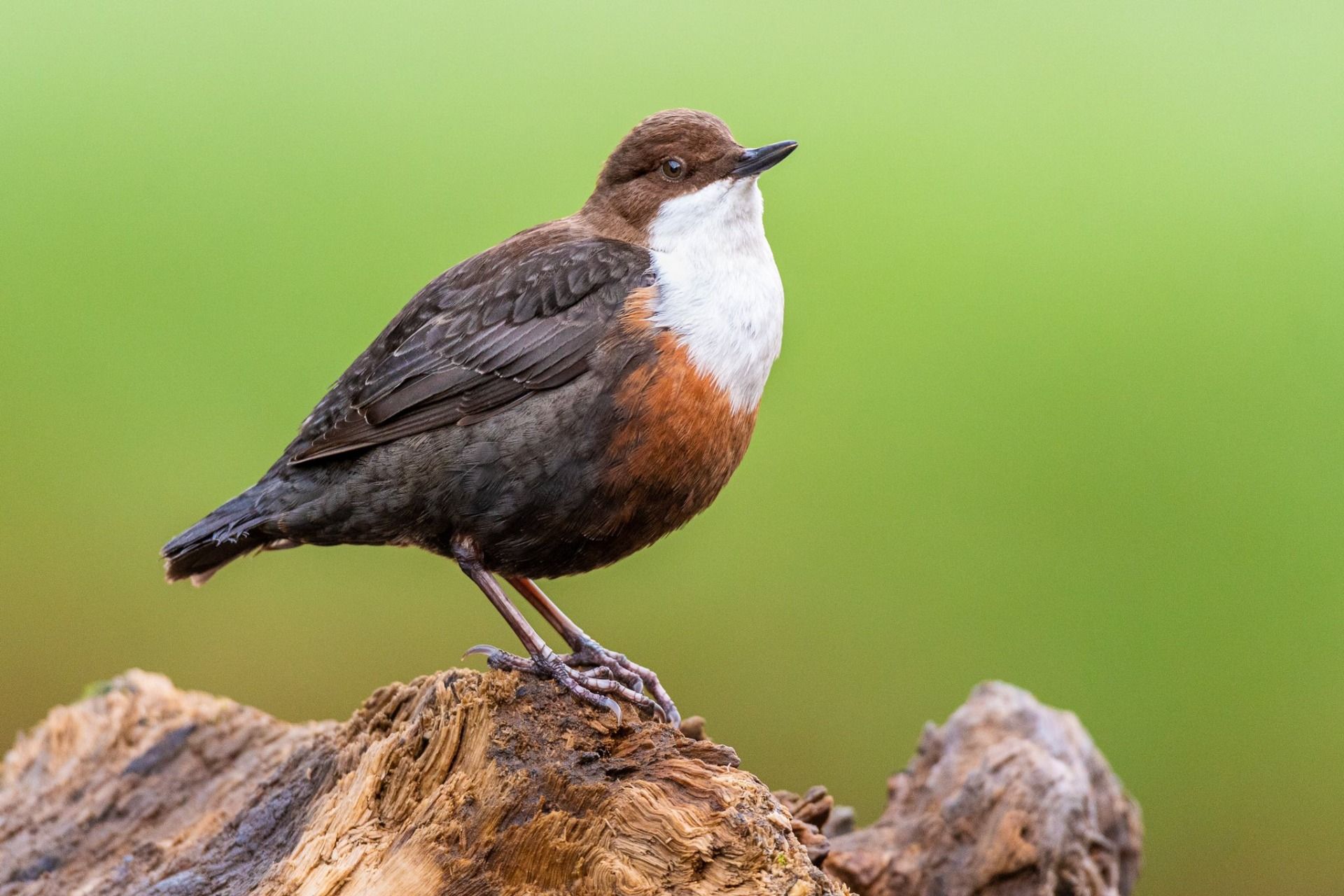 Dipper.jpg
