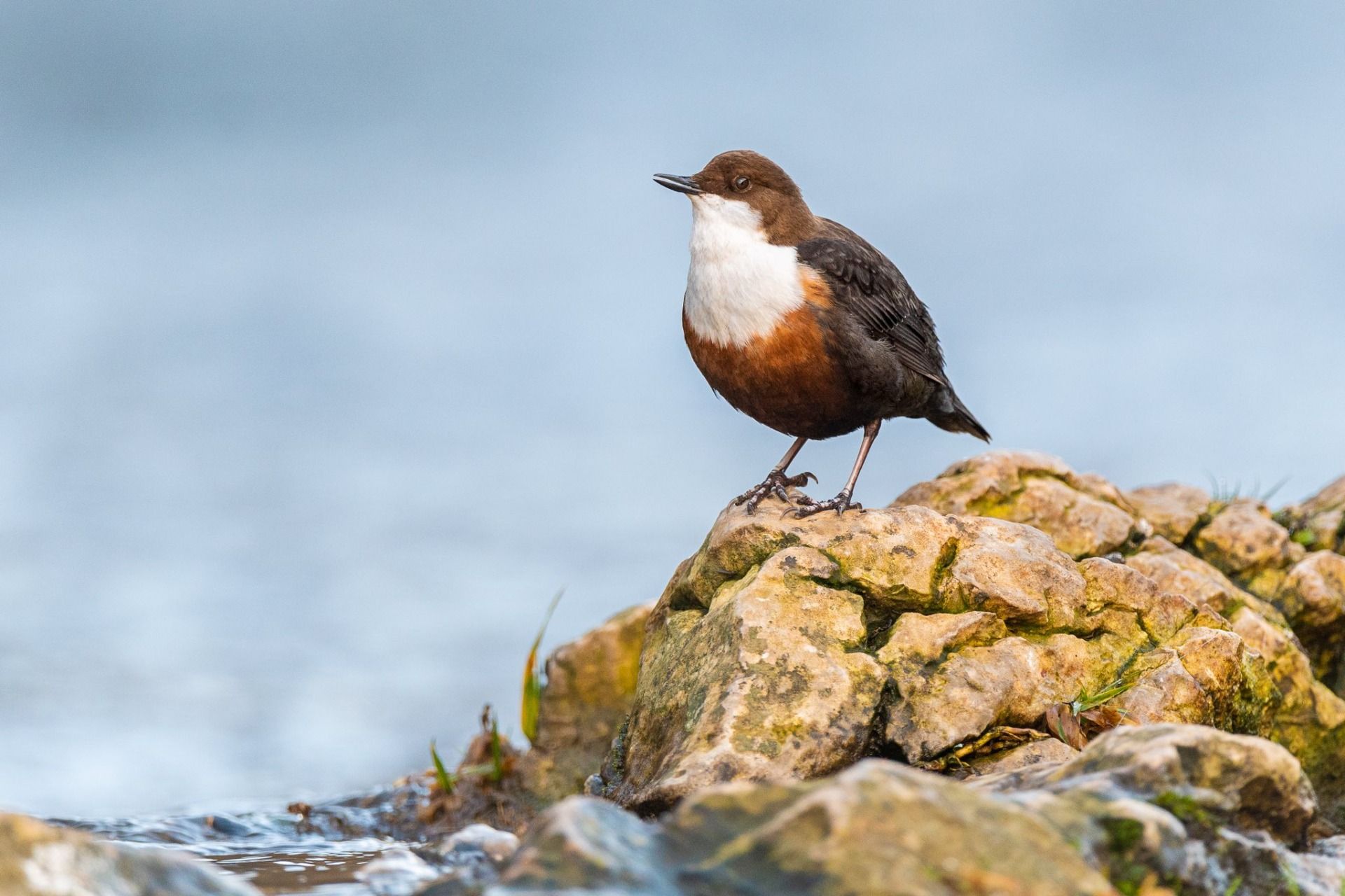 Dipper1.jpg