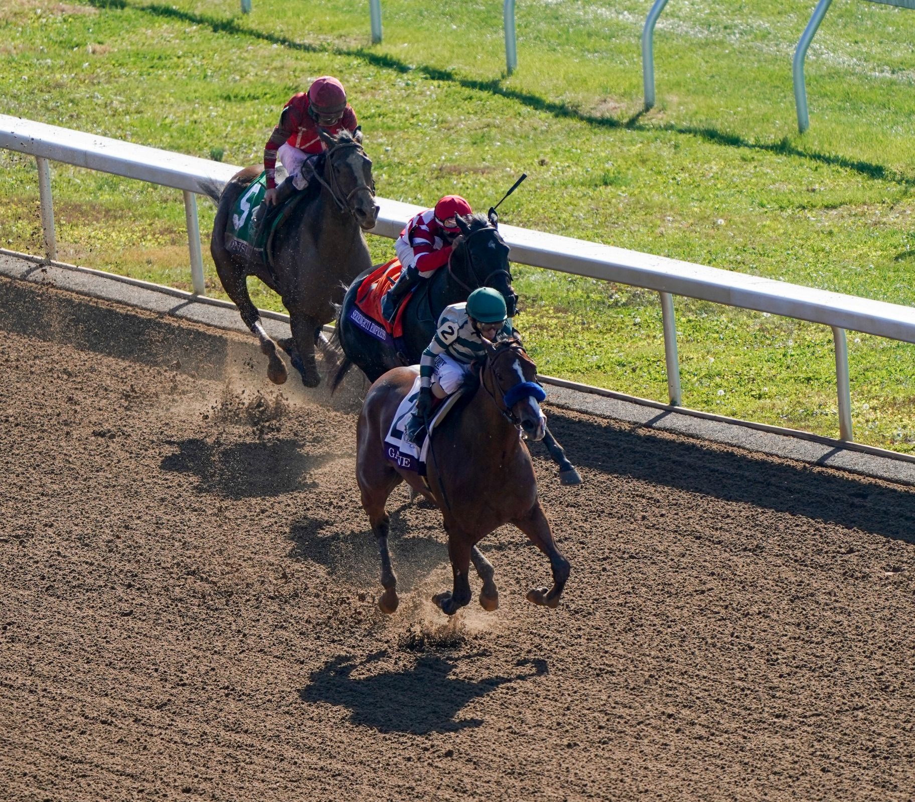 Gamine---breederscup.com.jpg