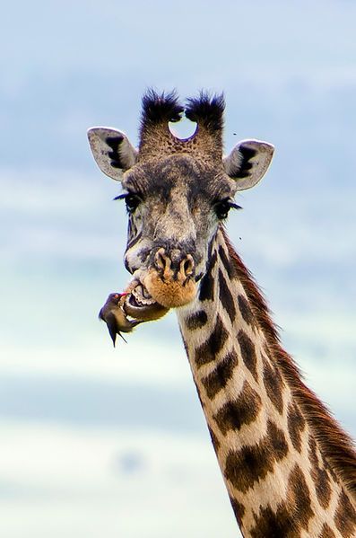 L-oiseau-joue-les-dentistes-pour-une-girafe-en-Tanzanie.jpg