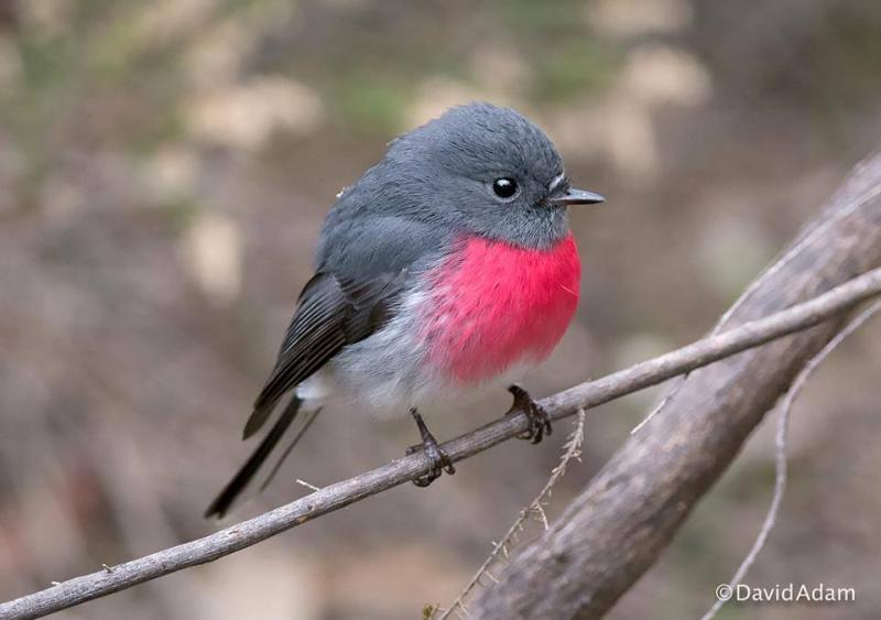 PINKROBIN..male.jpg