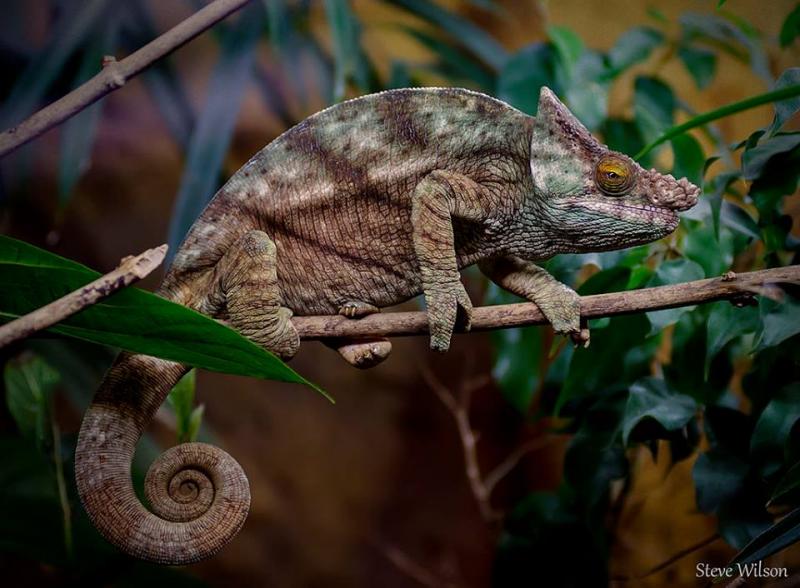 Parson'schameleon(Calummaparsonii).jpg