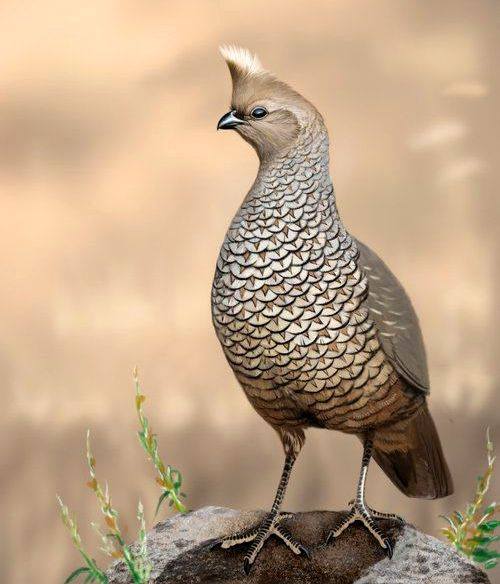 ScaledQuail.jpg