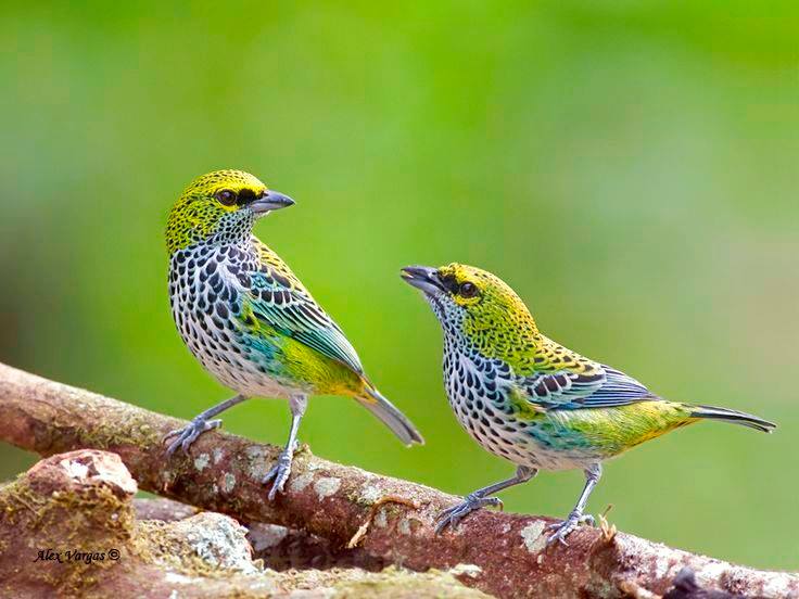 SpeckledTanagers.jpg