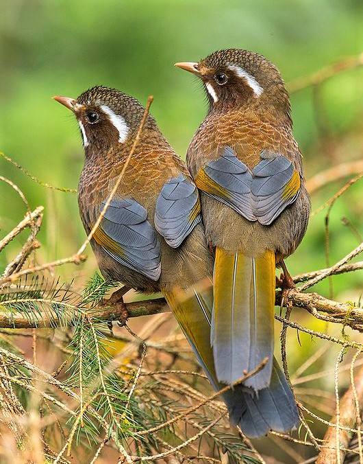 Thewhite-whiskeredlaughingthrush.jpg