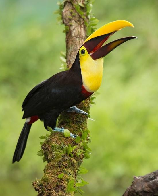 Theyellow-throatedtoucan.jpg