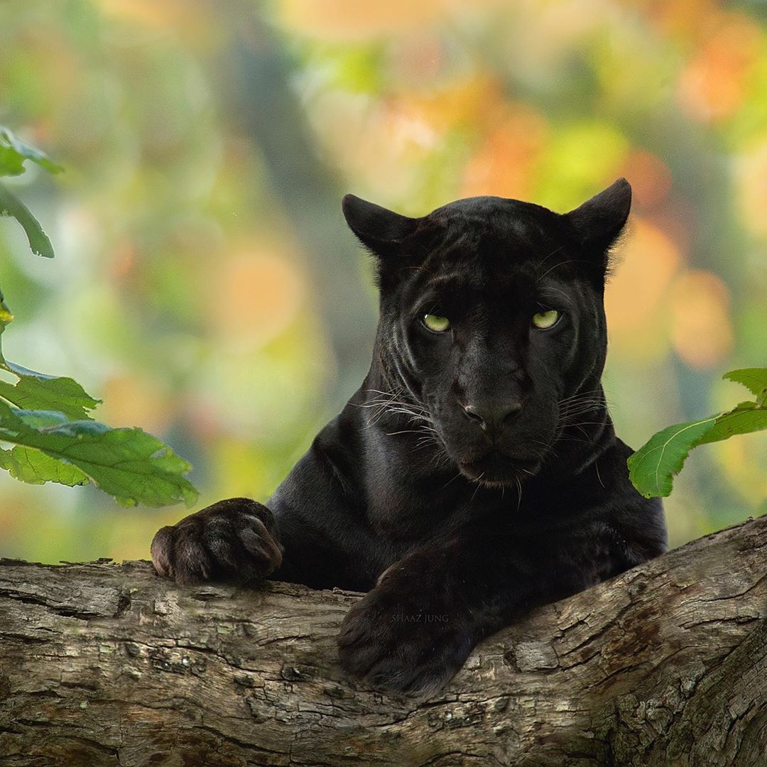 black-panther-photos-shaaz-jung-10.jpg