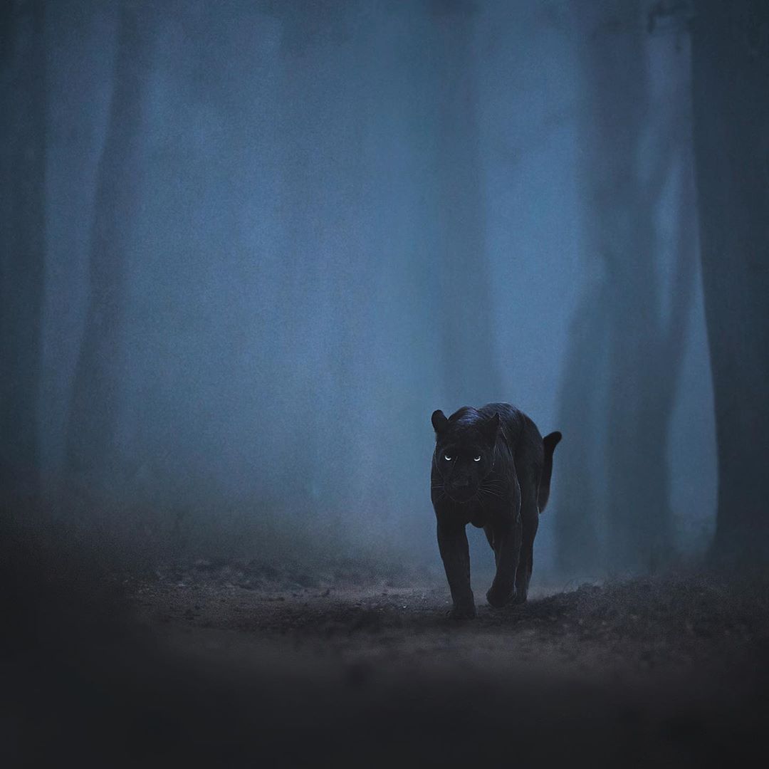 black-panther-photos-shaaz-jung-11.jpg