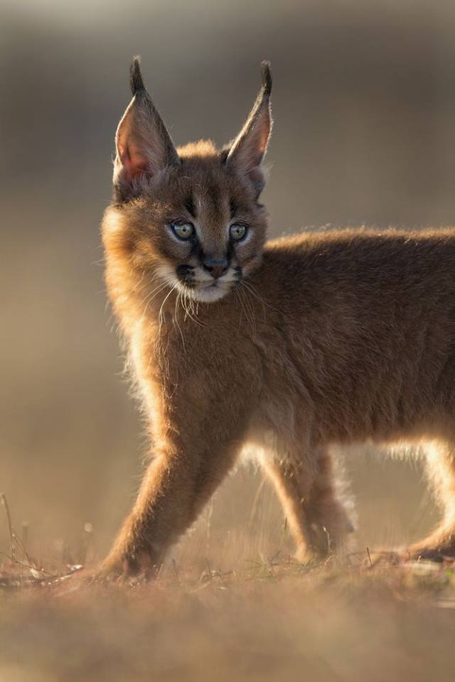 caracalkitten.jpg