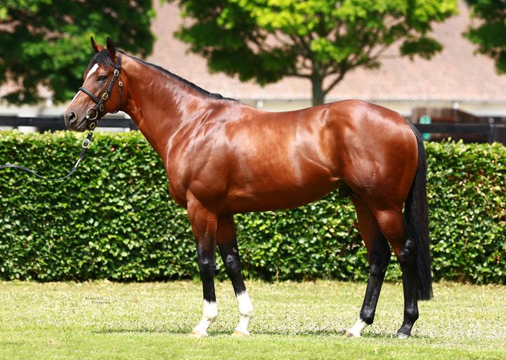 cheval-teaser-1594327772-118448.jpg