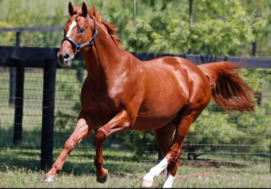 curlin.JPG