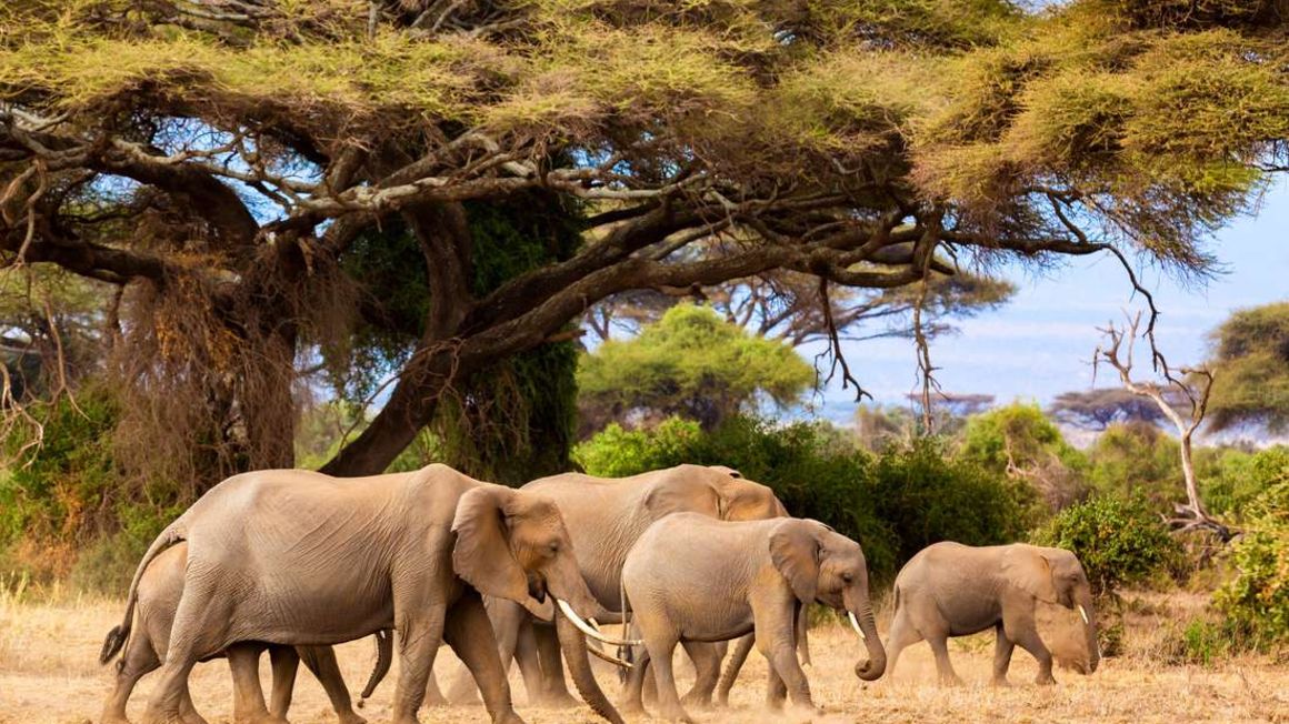 jumbos1.jpg