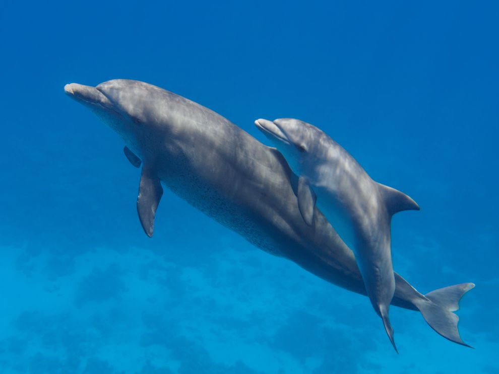 mother-baby-dolphin_jpg_990x0_q80_crop-smart.jpg