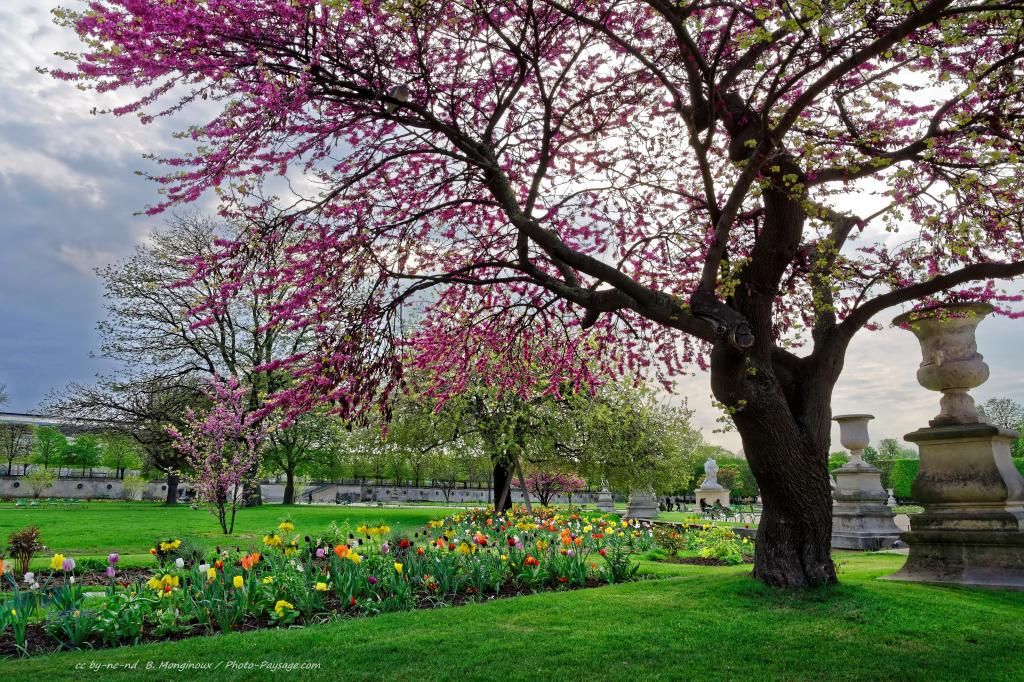 normal_Tulipes-et-arbre-de-Judee-en-fleurs-dans-le-jardin-des-Tuileries.jpg