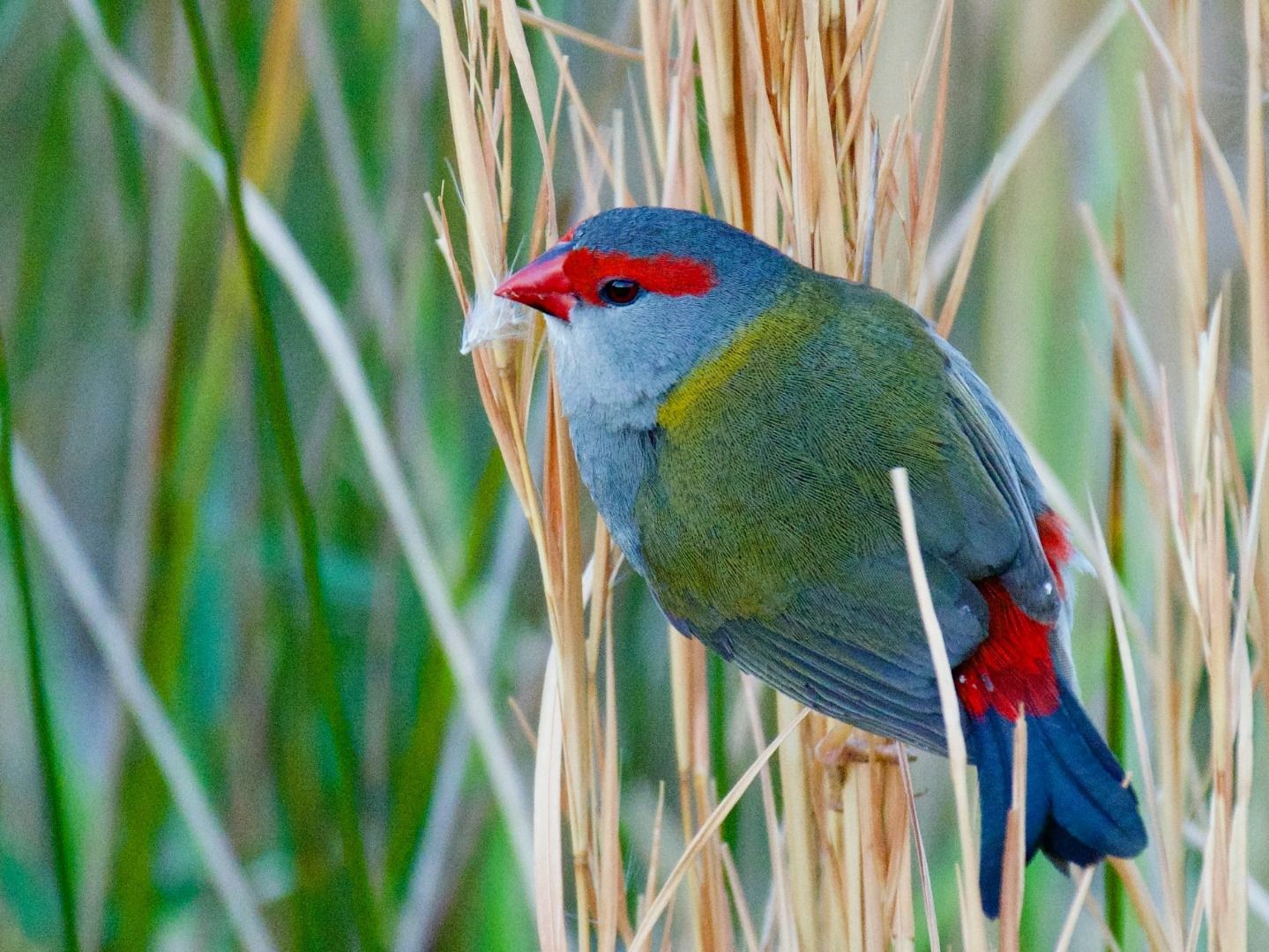 red-browedfinches.jpg