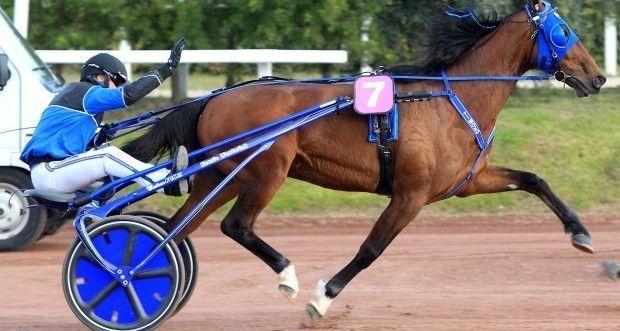 timoko-9-620x3311.jpg