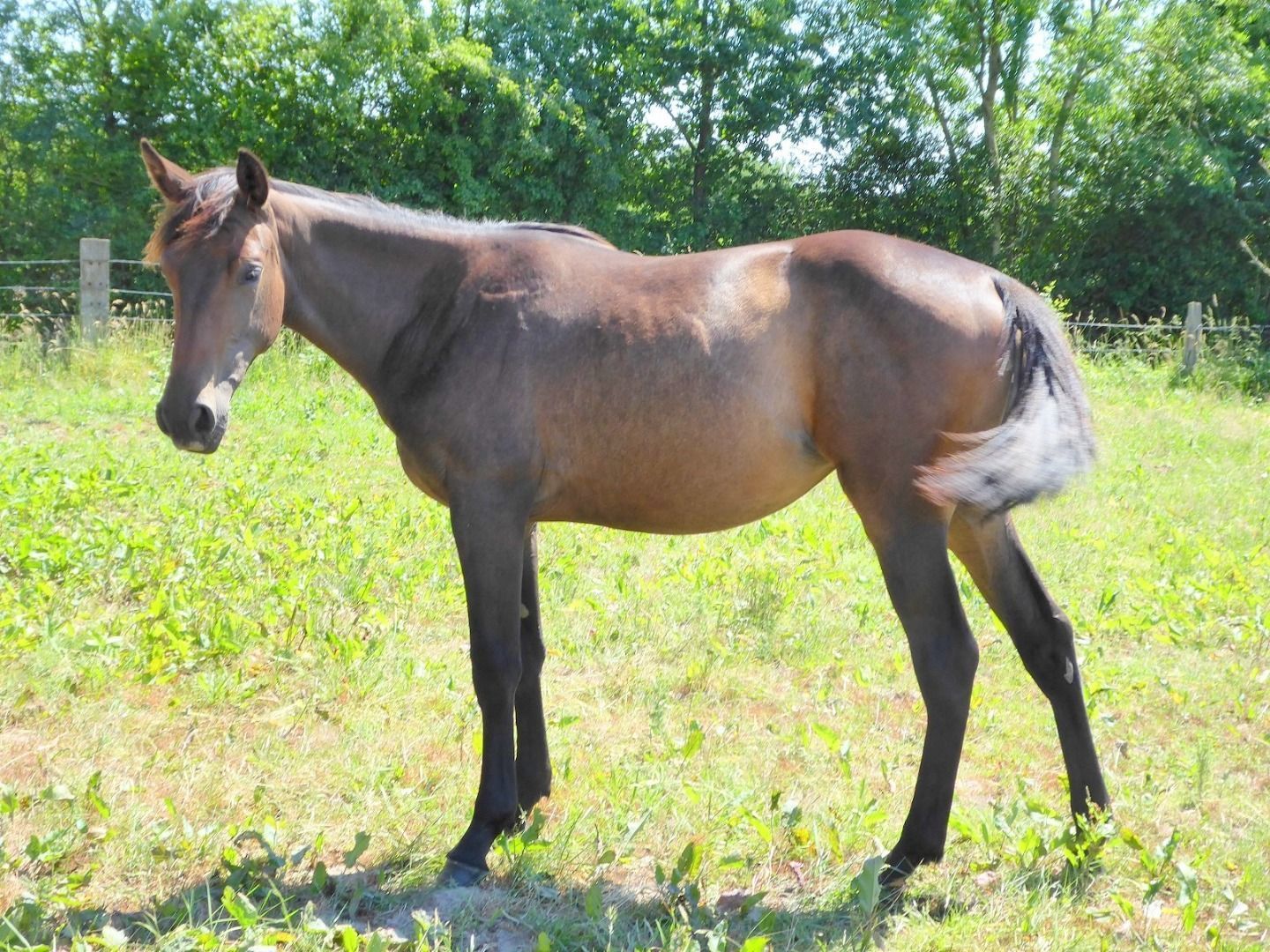 iceane-juillet-2019-1-small_2019-08-23.jpg