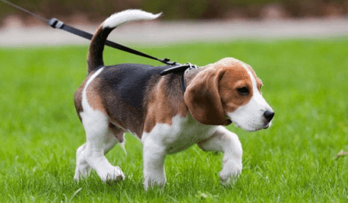 quel-action-cegold-beagle.png