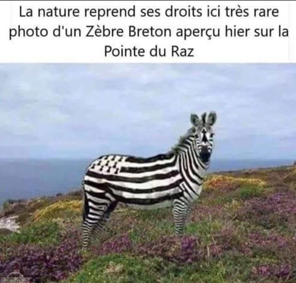 ZEBRE.jpg