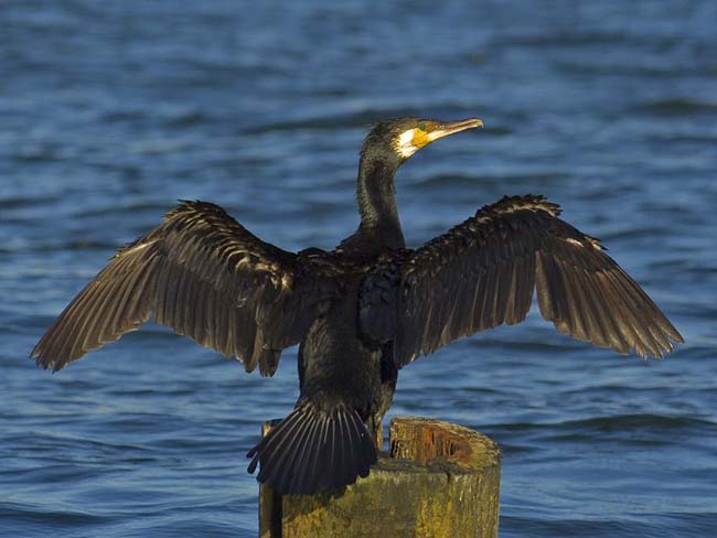 grand-cormoran.jpg