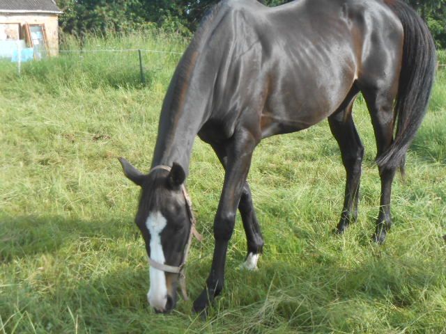 DSCN1452_2018-05-29.JPG