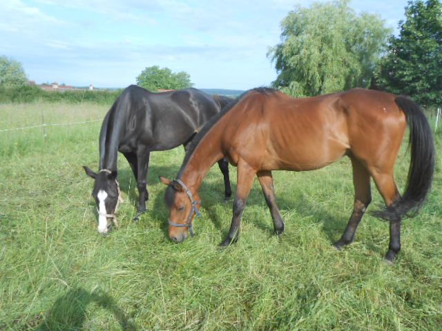 DSCN1454.JPG