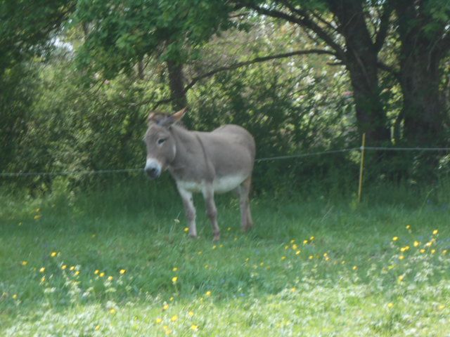 DSCN2479.JPG