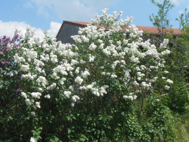 DSCN2486.JPG