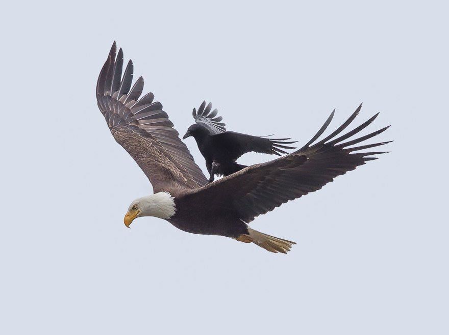 baldeagle.jpg