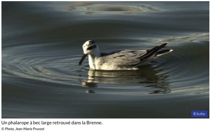 20231106-brenne-phalarope.jpg