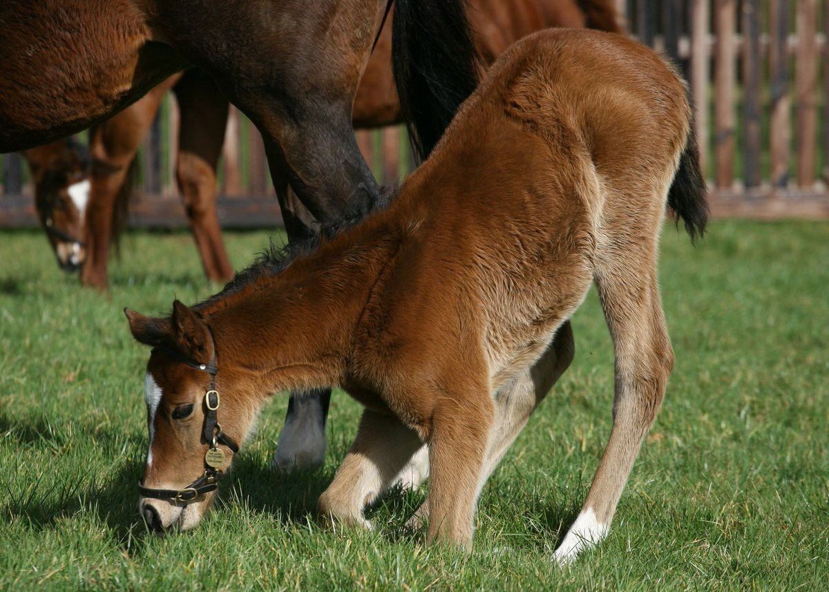 enable-foal.jpg