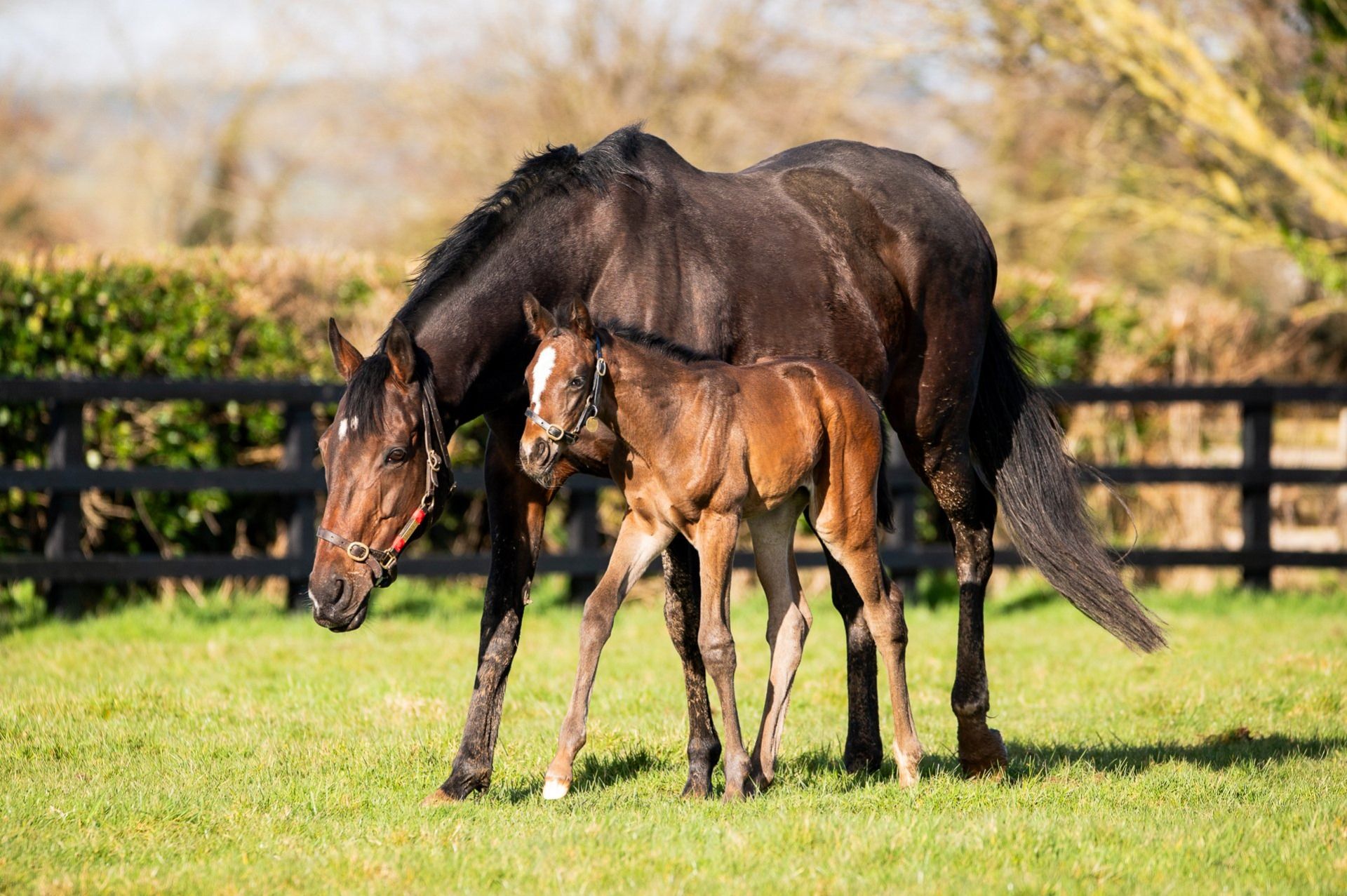 treve-2024-01-pouliche-frankel.jpeg
