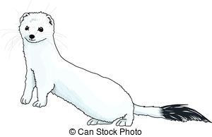 ermine-blue-eps-vectors_csp43988236.jpg