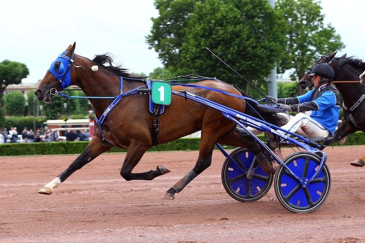 Timoko_2017-08-16.jpg