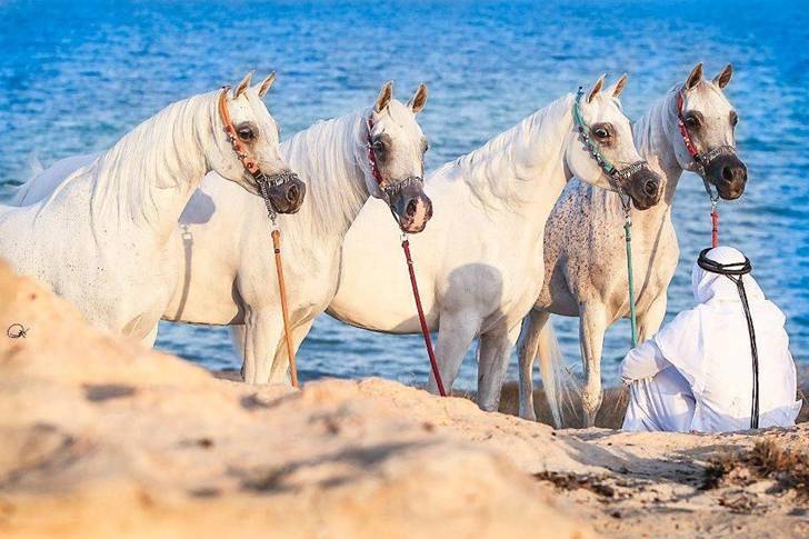 Arabians2.jpg
