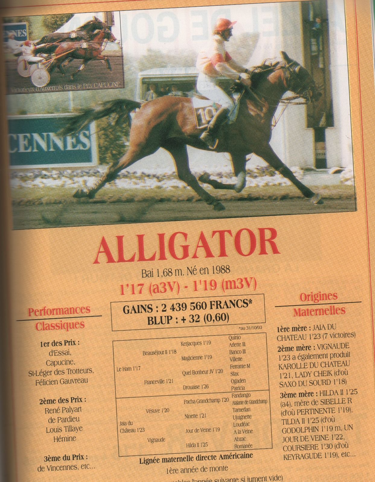Alligator1.jpg