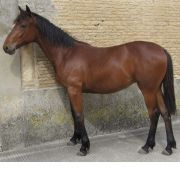 Portrait de Cir-c