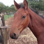 Portrait de UGOLINE