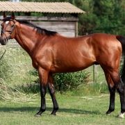 Portrait de Sadlers