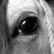Portrait de Toupie61