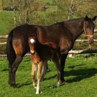 Portrait de Horse Dreams